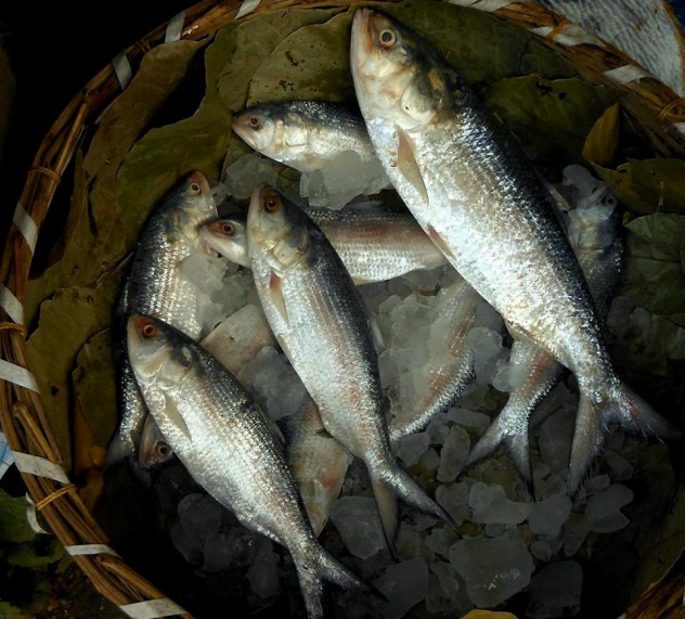 My heart goes Hilsa