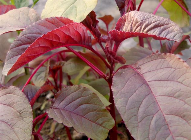 Amaranth (Medium)