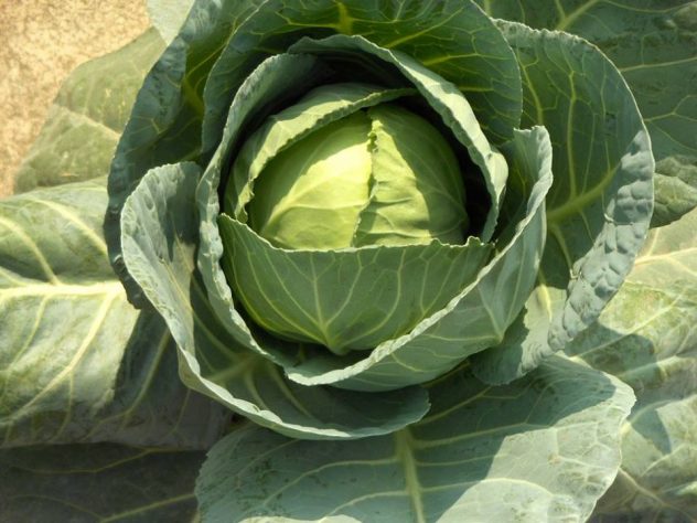 Cabbage 2