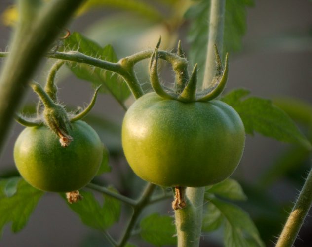 Tomato1