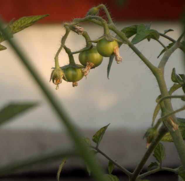 Tomato3