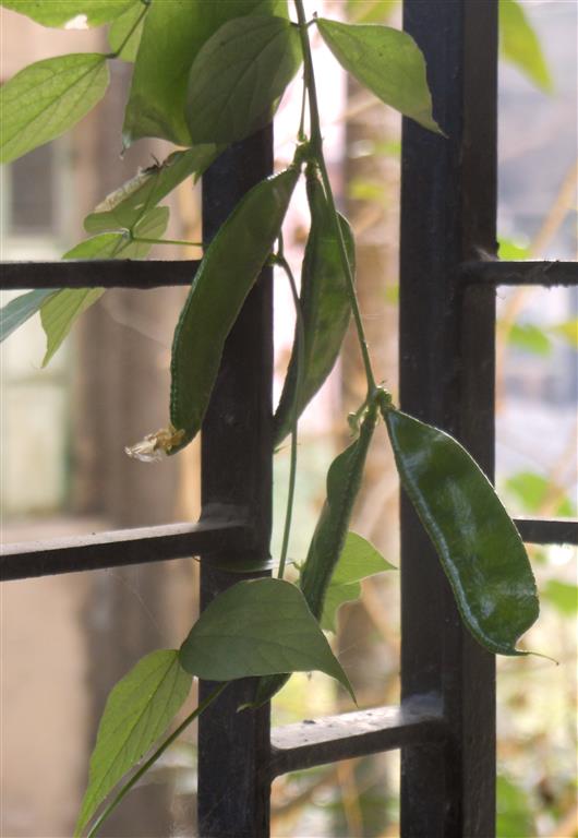 broad-beans1 (Medium)