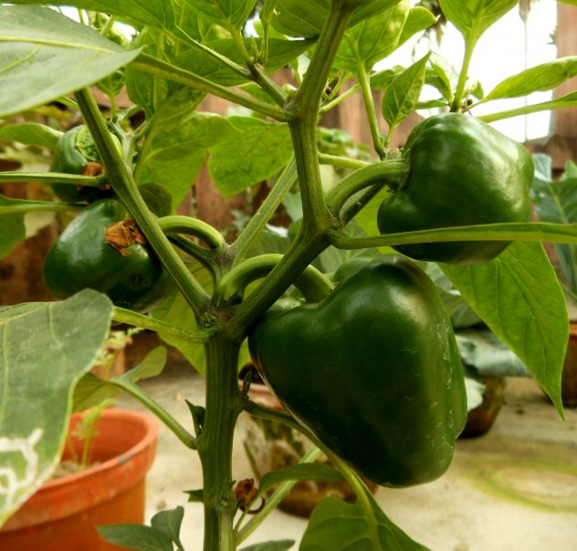 capsicum