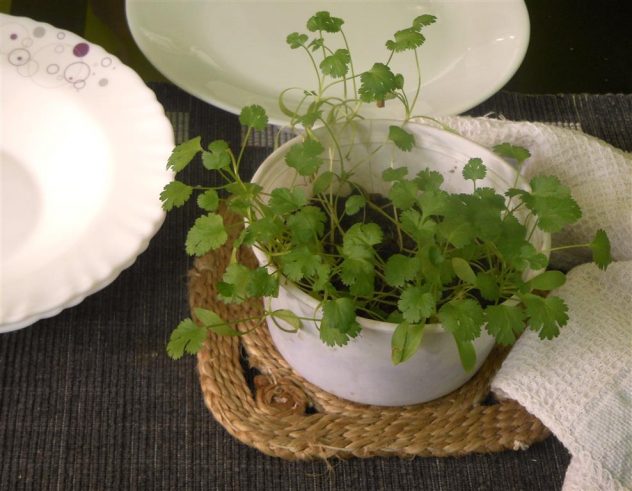 coriander-table (Medium)
