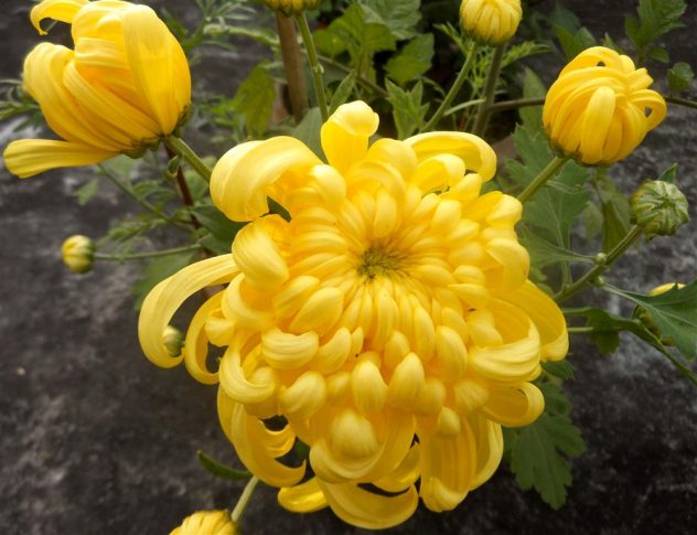 yellow-chrysanth1 (Medium)